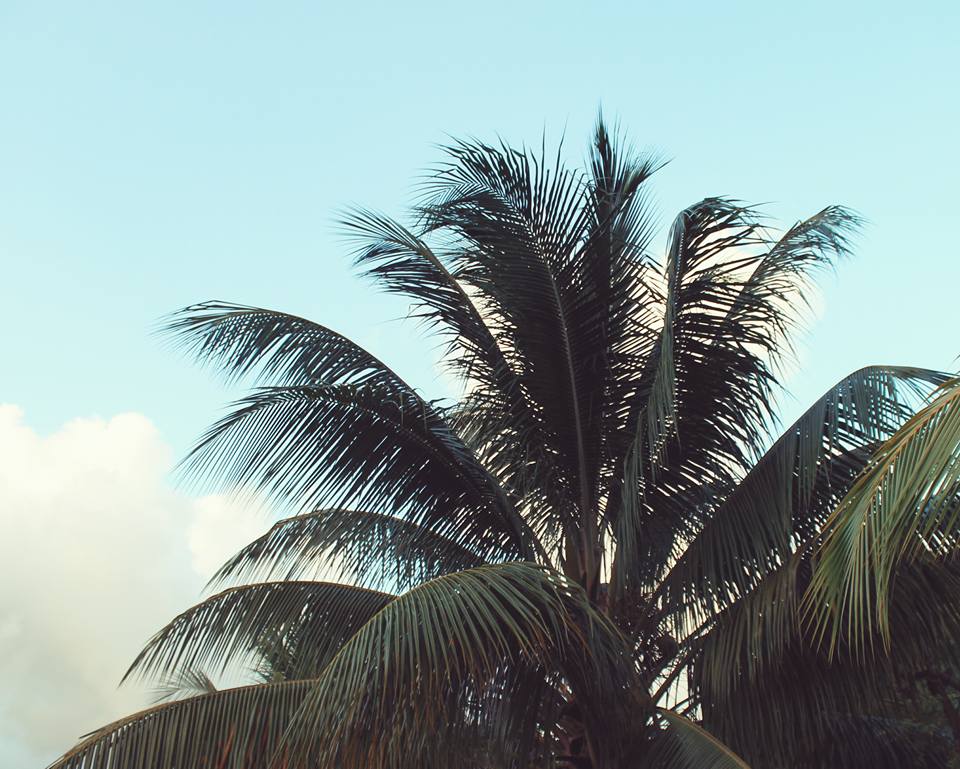 13876247_10157247396795302_3576445674674472500_n